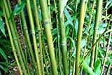 Phyllostachys bissetii - Bissett Bambus - verschiedene Größen (200+cm - 10ltr.)