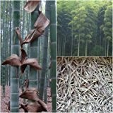 Phyllostachys edulis (Moso Bambus) -20 Samen- frostharter (-20C°) Riesenbambus