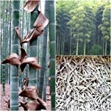 Phyllostachys edulis (Moso Bambus) -200 Samen- frostharter (-20C°) Riesenbambus
