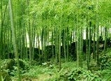 Phyllostachys edulis -Moso Bambus- 30 Samen Frostharter/Winterharter (-20C°) Riesenbambus