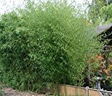 Phyllostachys humilis ca.150cm der Bambus für echte Bambusliebhaber Bambus