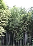 Phyllostachys nigra Boryana ca.150cm Wolkenfentzerbambus der Bambus für echte Bambusliebhaber