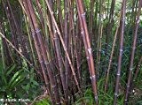 Phyllostachys nigra - Schwarzrohrbambus - schwarzer winterharter Bambus - 20 Samen