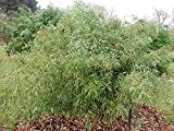 Phyllostachys nuda ca.150cm Steinbambus der Bambus für echte Bambusliebhaber Frosthart