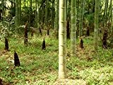 Phyllostachys pubescens MOSO Bambus 100 Samen. Direktimport aus China Februar 2017