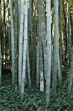 Phyllostachys pubescens - Moso Bambus - 30 Samen