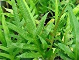 Phymatodes scolopendria - Tausendfüssler-Farn - 100 Samen