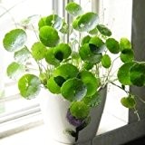 Pilea Samen, DIY Topfpflanzen, Indoor / Outdoor-Topf Samen - 10pcs / lot