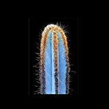 Pilosocereus fulvilanatus - Seltene Blaue Säulenkakteen - 20 Samen