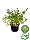 Pimpinelle im 12cm Topf, Kräuter Pflanze, Sanguisorba minor, frische Pimpinelle für Küche und Terrasse