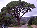 Pinien Saatgut (Pinus pinea) -Selber essbare Pinienkerne züchten-