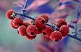Pink Lemonade Heidelbeere, Heidelbeerstrauch, Busch, Vaccinium corymbosum, Beerenobst winterhart, Blaubeere pink, im Kübel, 30 - 40 cm