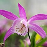 pink-mauve Garden Orchidee & # x2740; Pleione Wacholder & # x273 F: Einfach Garten