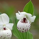 pink-mauve Garden Orchidee & # x2740; Stängelloser Ulla silkens & # x273 F: Einfach Garten