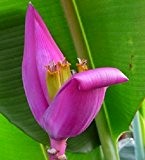 pinke Banane aus Burma, 5 frische Samen, exotische Pflanze