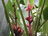 Pinke/Rosa Zwergbanane (Kenia-Banane) 50 Samen "Musa velutina"