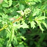 Pinpinelle, Gartenpimpinelle - Sanguisorba minor (100 Samen)