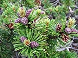 Pinus mugo pumilio Latschenkiefer Krüppelkiefer Kiefer Zwergkiefer Pflanze 10cm