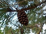 Pinus nigra Schwarzkiefer Kiefer Pflanze 10cm Bonsai Outdoor
