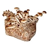 Pioppino-Pilzzuchtkultur mit Pilzzuchtbag Pilzzucht Pilze selbst züchten