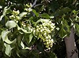 Pistazienbaum ,Pistacia vera' 6 Samen/Nüsse