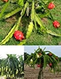 Pitahaya Drachenfrucht 10 Samen
