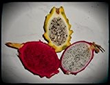 Pitahaya Drachenfrucht Mix 48 Samen ***3 Verschieden Drachenfrucht Arten***+ (Anleitung zur Aufzucht)