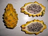 Pitahaya Gelbe Drachenfrucht *Hylocereus megalanthus* 8 Samen + (Anleitung zur Aufzucht)