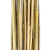 PLANT IT 10-480-062 5 ft Bamboo Stakes - Beige (Pack of 25)