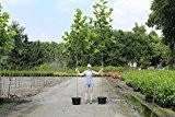 Platanus acerifolia - Ahornblättrige Platane Containerpflanzen 350-400 cm