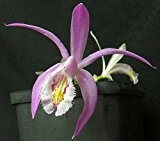 Pleione praecox - Orchideen - 100 Samen