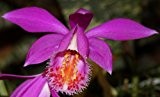 Pleione tongariro - Gardenorchidee