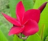 Plumeria 4 Samen "Tahitian Red" Frangipani Samen