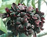 Plumeria Blackwindow - Frangipani - Wachsblume - 3 Samen