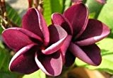 Plumeria rubra Mai Thai - Frangipani - Wachsblume - 3 Samen