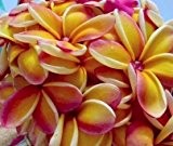 Plumeria rubra Rei Rainbow - Frangipani - Wachsblume - 3 Samen