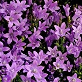 Polster-Glockenblume - Campanula poscharskyana - blau-violette Blüten, im 9 cm Topf - frisch aus der Gärtnerei - Pflanzen-Kölle Gartenstaude