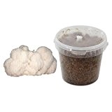 Pom Pom-Substratbrut Pilzbrut, Pilze selber züchten, Pilzzucht