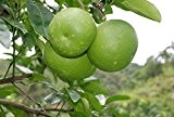 Pomelobaum Pomelo Citrus maxima Pampelmuse Pflanze 10cm essbare Früchte selten