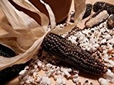 Popcornmais NegroCine | Bio-Maissamen von Culinaris Saatgut