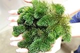 Portion Hornkraut (Ceratophyllum demersum) Unterwasserpflanze Teichpflanzen Teichpflanze Schwimmpflanzen