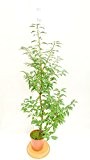Portugiesische Lorbeer- Prunus lusitanica `Angustofolia´ (Gesamthöhe 90+cm - Topf 2.5 Liter)