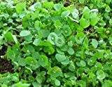 Postelein - Winterportulak - Claytonia perfoliata - Salat - Portulak - 200 Samen