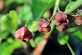 Pracht-Pfaffenhütchen 'Red Cascade' - starke Pflanze im grossen 5lt Topf