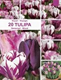 Prächtige Tulpen - Mischung " Violett- White " 20 Zwiebeln