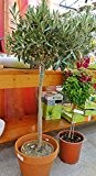 Prächtiger Olivenbaum mit Hochstamm Olea europaea Frosthart bis -10 Grad Gesamthöhe ca.130-140 cm. Frisch aus der Baumschule