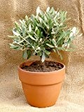 Prächtiger Olivenbaum Olea europaea Frosthart bis -10 Grad Gesamthöhe ca.30-40 cm. Frisch aus der Baumschule