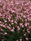Prachtkerze 'Pink' - Gaura lindheimeri 'Pink' - Staude von Native Plants