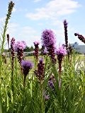 Prachtscharte Floristan Violett - Liatris s. 'Floristan Violett' - Beetstaude