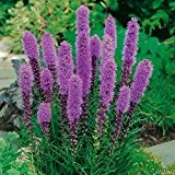 Prachtscharte 'Violetta' (Liatris spicata 'Kobold') - 1 Pflanze